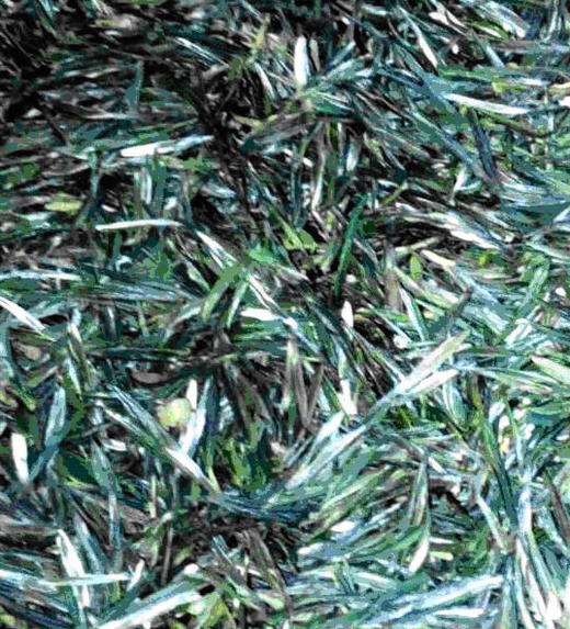 周小云牌 太青野云峰  二叶一芽 滋味甘甜 250g 包邮 商品图0