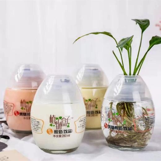 植物盒子酸奶 商品图0