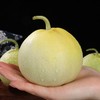 山东 • 马连庄甜瓜  颗颗脆甜  瓜汁如蜜  皮薄多汁 可带皮吃、带瓤吃  源自“甜瓜之乡” 商品缩略图2