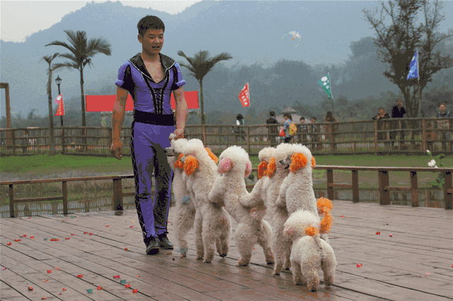 淘气可爱的贵宾犬 是动物才艺展示不可缺少的一部分 机智,灵敏的她给