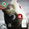 【直发】有机花鲢鱼头(1.5-1.8斤) - 水产 商品缩略图0