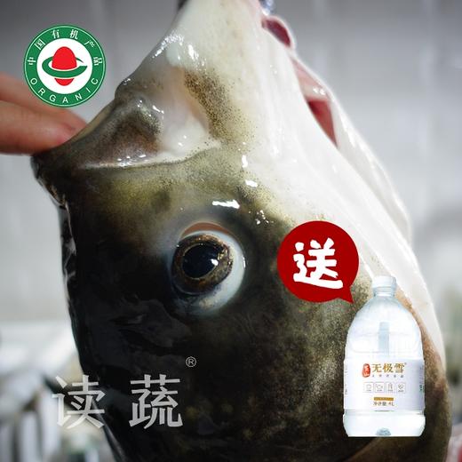 【直发】有机花鲢鱼头(1.5-1.8斤) - 水产 商品图0