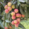 【爆品推荐】正宗海南妃子笑荔枝——新鲜采摘，冷链包邮 商品缩略图1