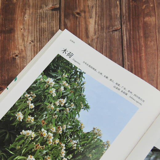 汪老师的植物笔记（六十余载，山川课堂，饱读自然奇异。 一百来种，植物笔记，尽显生命瑰丽。） 商品图4