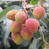 【爆品推荐】正宗海南妃子笑荔枝——新鲜采摘，冷链包邮 商品缩略图0