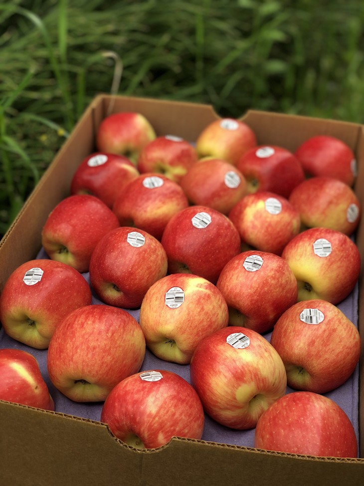 新西兰神仙苹果稀有品种红颜粉嫩鲜活脆嫩清新水分足10只