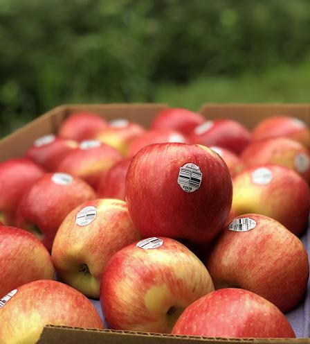 新西兰神仙苹果|稀有品种,红颜粉嫩,鲜活脆嫩,清新水分足！10只 商品图7