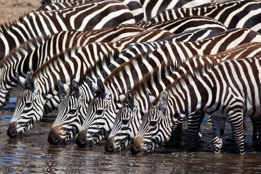 （永久下架）与狂野非洲的亲密接触 商品图1