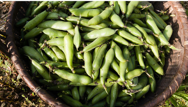 蚕豆(带荚)broad bean