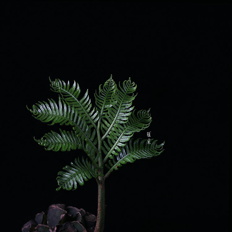 植觉【孤品】趣味盆栽摆件书房庭院室内盆景孤品 瓷盆 观音莲座蕨