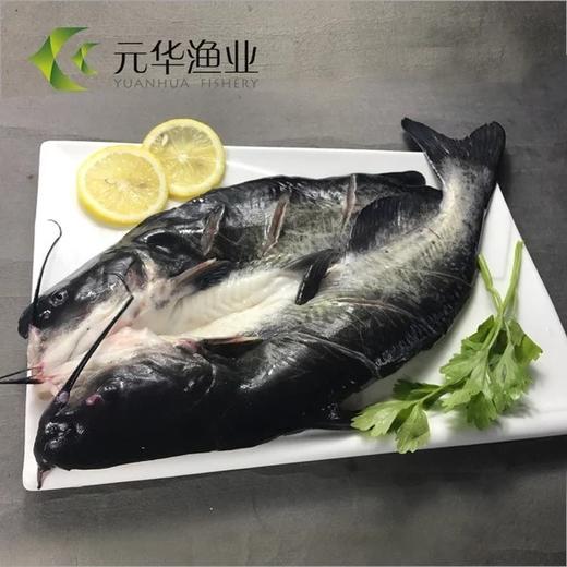 [N5~1c3]调理清江鱼免腌制直接炸、烤、煎、蒸500-600g/条 商品图0