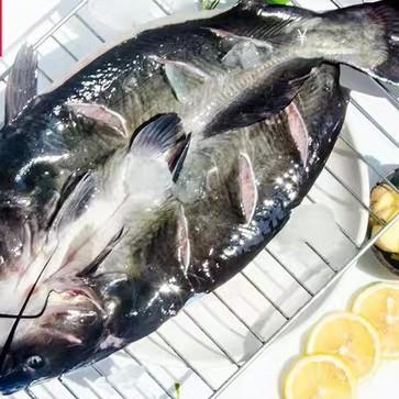 [N5~1c3]调理清江鱼免腌制直接炸、烤、煎、蒸500-600g/条 商品图2