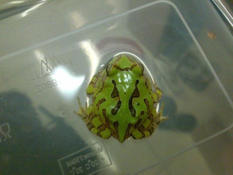 角蛙宠物活体 两栖类蛙,血丝南瓜,火焰黄金等