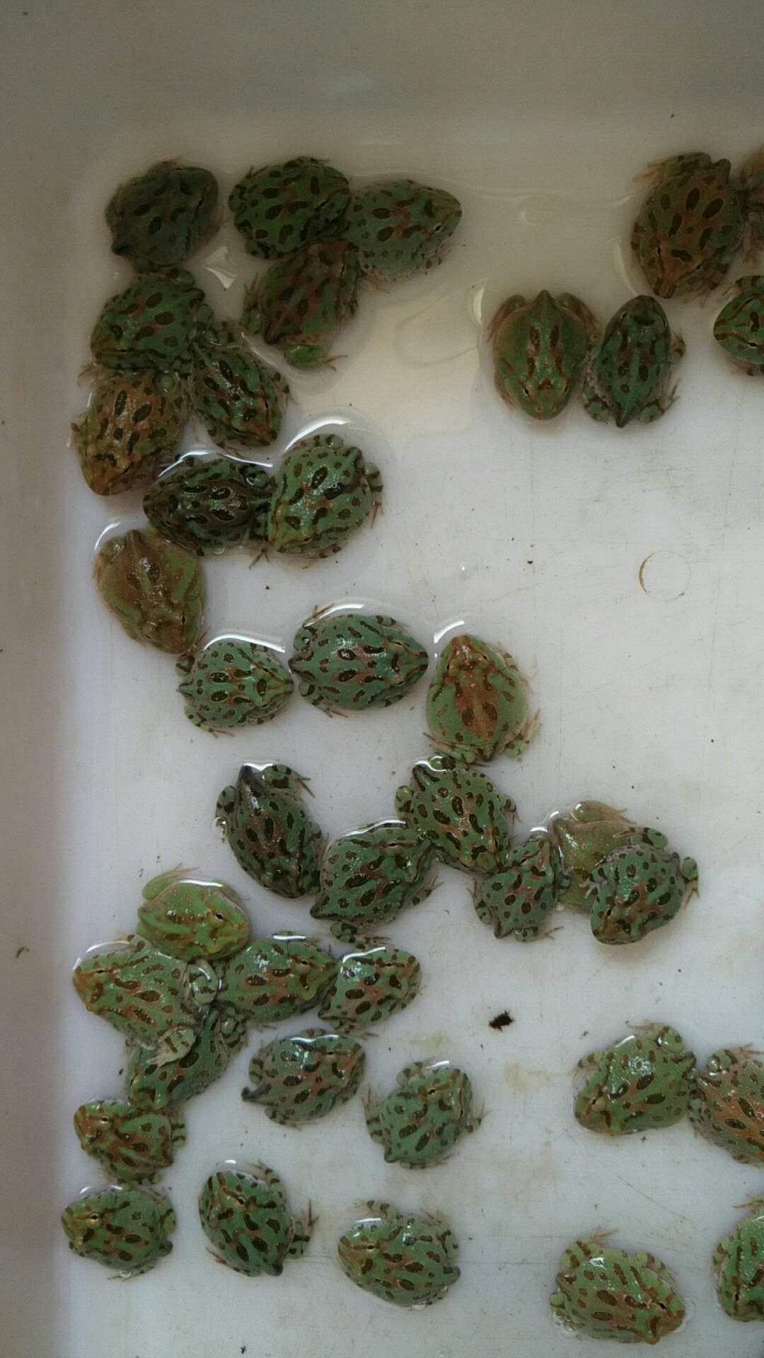 角蛙宠物活体 两栖类蛙,血丝南瓜,火焰黄金等