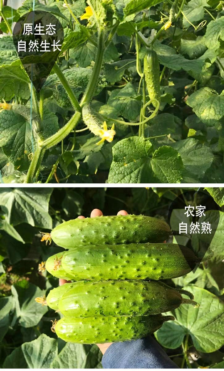 [每日优享好物]水果小黄瓜新鲜小青瓜东北旱非荷兰海阳白玉山东5斤