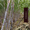 遵义 仁怀【古魅养生红糖】500g/袋（原味）贵州省内包邮 手工熬制 古法制作 女人那几天，就喝古魅养生红糖！ 商品缩略图1