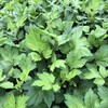 原生态真珠花菜200克 商品缩略图3