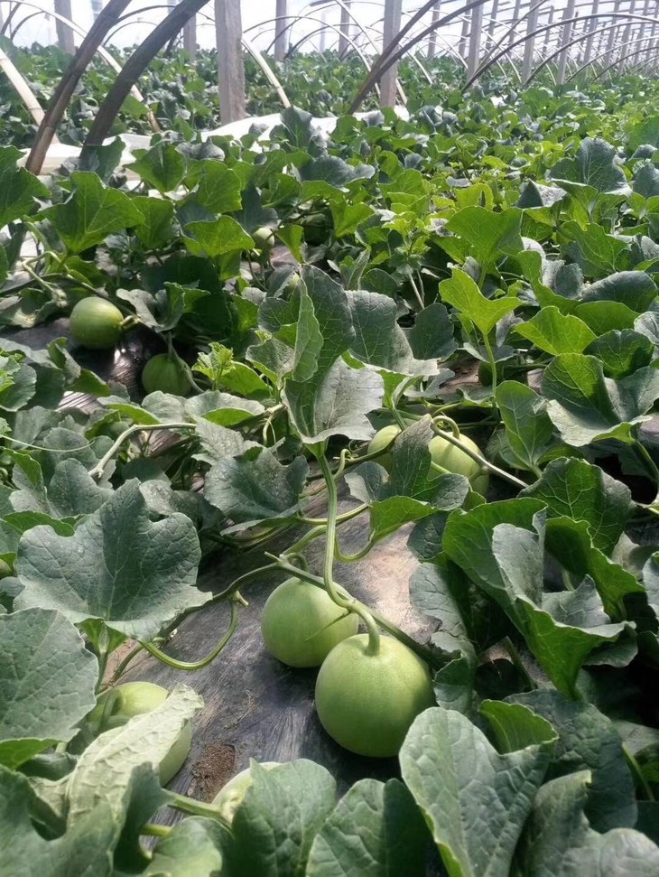 山东马连庄甜瓜