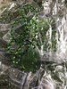 绿度母 商品缩略图0