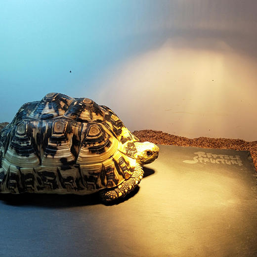 Reptile Structure-爬结构陆龟石板垫材天然岩石食盆食盘岩板爬宠陆龟箱爬虫蜥蜴保湿保温-分销 商品图4