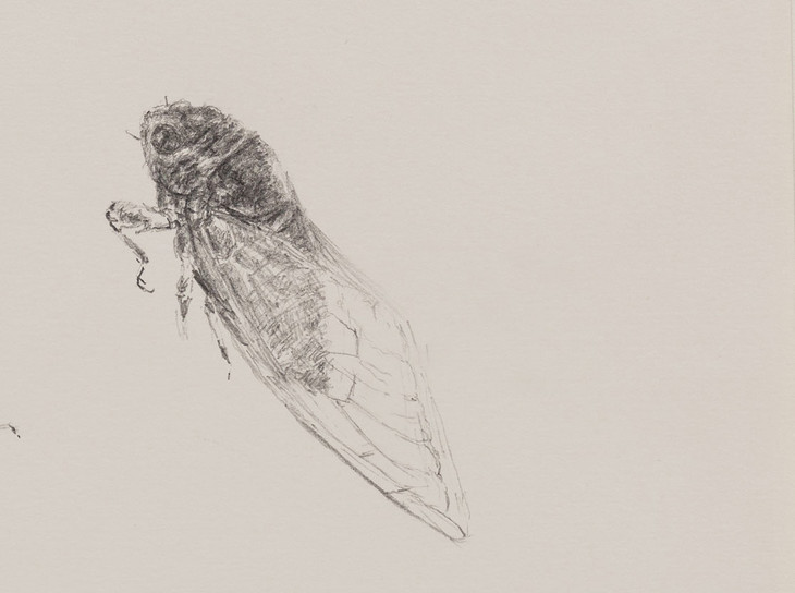 知了 类别:原创 装裱:已托裱 尺寸:25x34cm              款式:素描