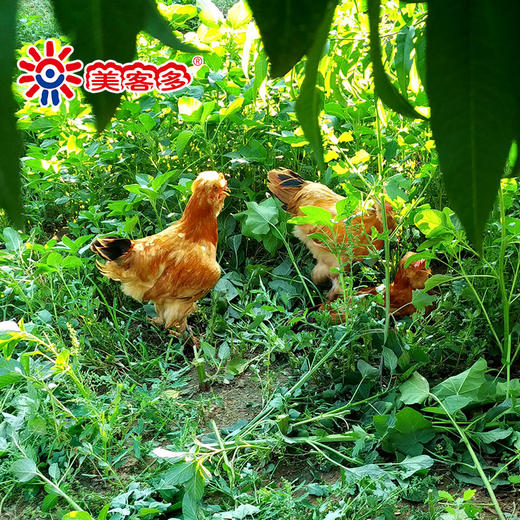 美客多 新鲜生鸡蛋 北京油鸡蛋 柴鸡蛋 30枚 无抗生素 纯谷物喂养 农家散养生鸡蛋 商品图3