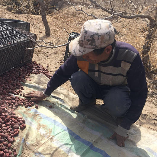 【助农扶贫】天山红颜-新疆灰枣（原枣） 原生态自然风干无添加 香甜细腻核小 商品图3