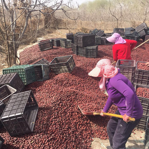 【助农扶贫】天山红颜-新疆灰枣（原枣） 原生态自然风干无添加 香甜细腻核小 商品图4