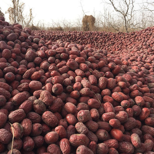 【助农扶贫】天山红颜-新疆灰枣（原枣） 原生态自然风干无添加 香甜细腻核小 商品图1