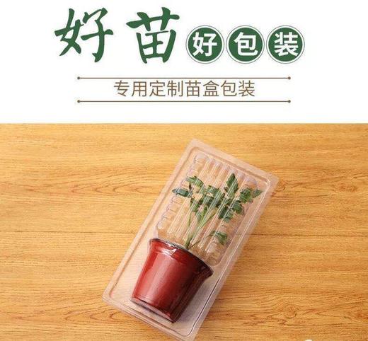 园趣丨四季阳台盆栽番茄苗  矮生樱桃番茄 3棵包邮 商品图3