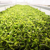 【普安红茶】100g*罐装 （二级）   生态种植 珍品格调 商品缩略图1