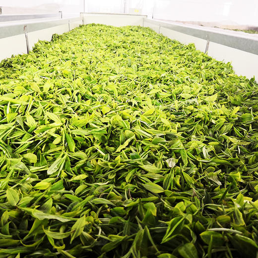 【普安红茶】100g*罐装 （二级）   生态种植 珍品格调 商品图1