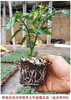 园趣丨四季阳台盆栽番茄苗  矮生樱桃番茄 3棵包邮 商品缩略图4