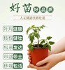 园趣丨四季阳台盆栽番茄苗  矮生樱桃番茄 3棵包邮 商品缩略图2