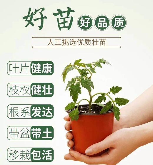 园趣丨四季阳台盆栽番茄苗  矮生樱桃番茄 3棵包邮 商品图2