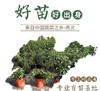 园趣丨四季阳台盆栽番茄苗  矮生樱桃番茄 3棵包邮 商品缩略图5
