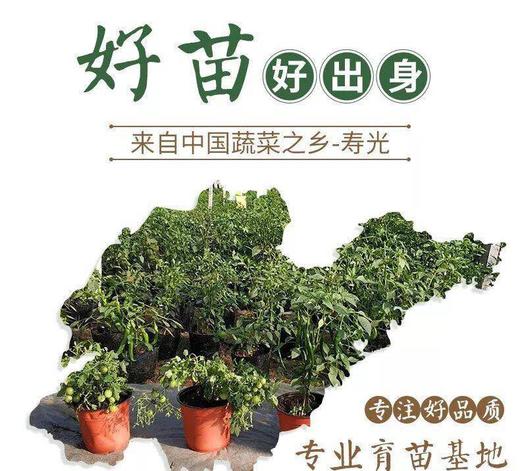 园趣丨四季阳台盆栽番茄苗  矮生樱桃番茄 3棵包邮 商品图5