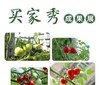园趣丨四季阳台盆栽番茄苗  矮生樱桃番茄 3棵包邮 商品缩略图6