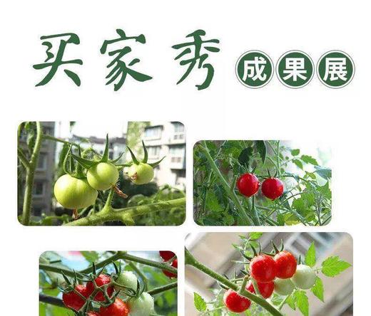 园趣丨四季阳台盆栽番茄苗  矮生樱桃番茄 3棵包邮 商品图6