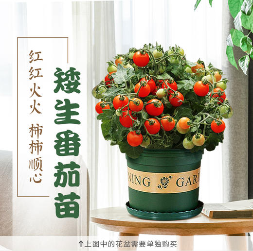 园趣丨四季阳台盆栽番茄苗  矮生樱桃番茄 3棵包邮 商品图0