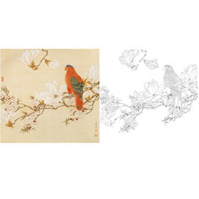 陈之佛工笔花鸟白描底稿-玉兰鹦鹉图-斗方小品册页-QA62