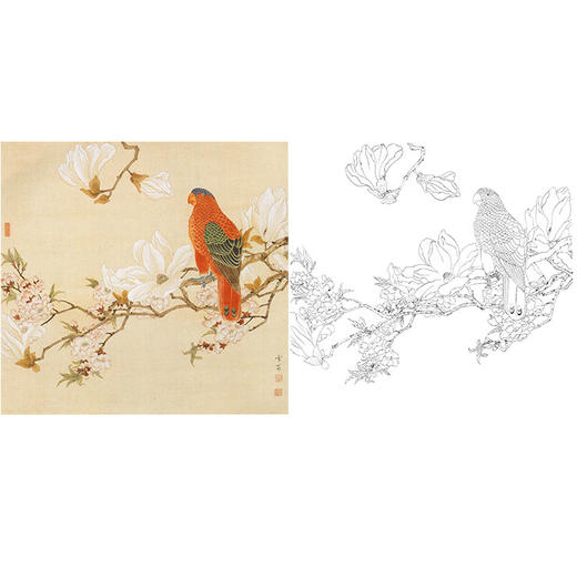 陈之佛工笔花鸟白描底稿-玉兰鹦鹉图-斗方小品册页-QA62 商品图0