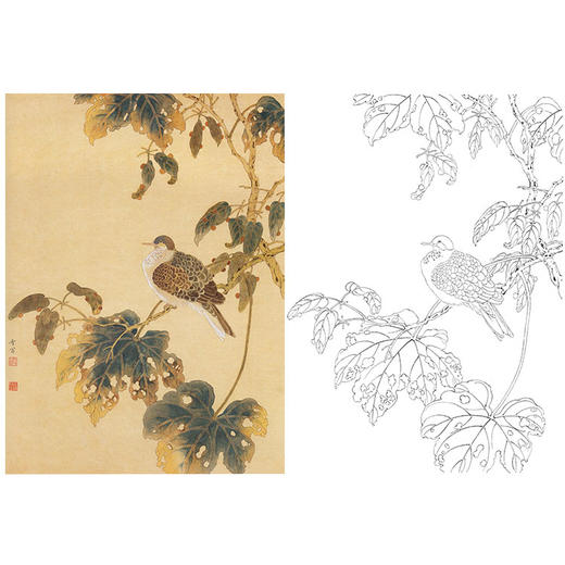 陈之佛工笔花鸟白描底稿《桐枝栖鸠》-斗方小品册页-多种白描尺寸可选-QA61 商品图0