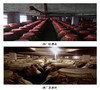 987·天藏酱香型白酒（蓝瓶） 商品缩略图4