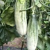 原产地直采 羊角蜜 5斤包邮 商品缩略图3