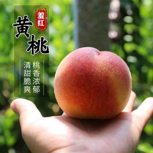 尝鲜啦 羞红黄桃 自然成熟 新鲜水果 农家肥 现摘现发 500g 商品图0