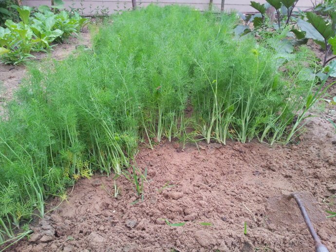 茴香0521测试商品1