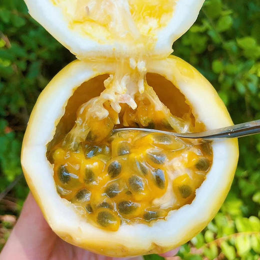 海南 • 黄金百香果 香甜如蜜 比红皮的更香甜多汁 自带蜂蜜的芭乐香味 产地直发 商品图1