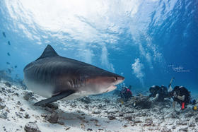 【度假村】马尔代夫虎鲨度假村