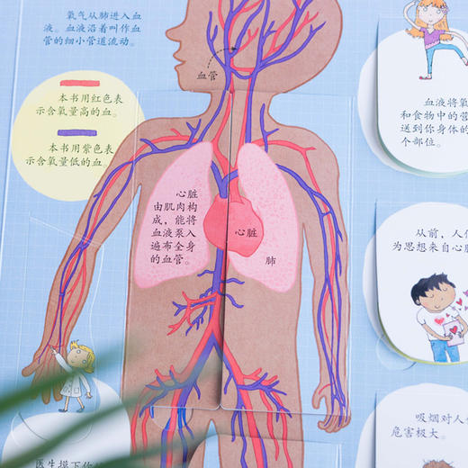 尤斯伯恩看里面（低幼版）·揭秘身体 英国Usborne出版社科普 Look Inside揭秘系列图书 风靡全球的科普翻翻书 商品图6